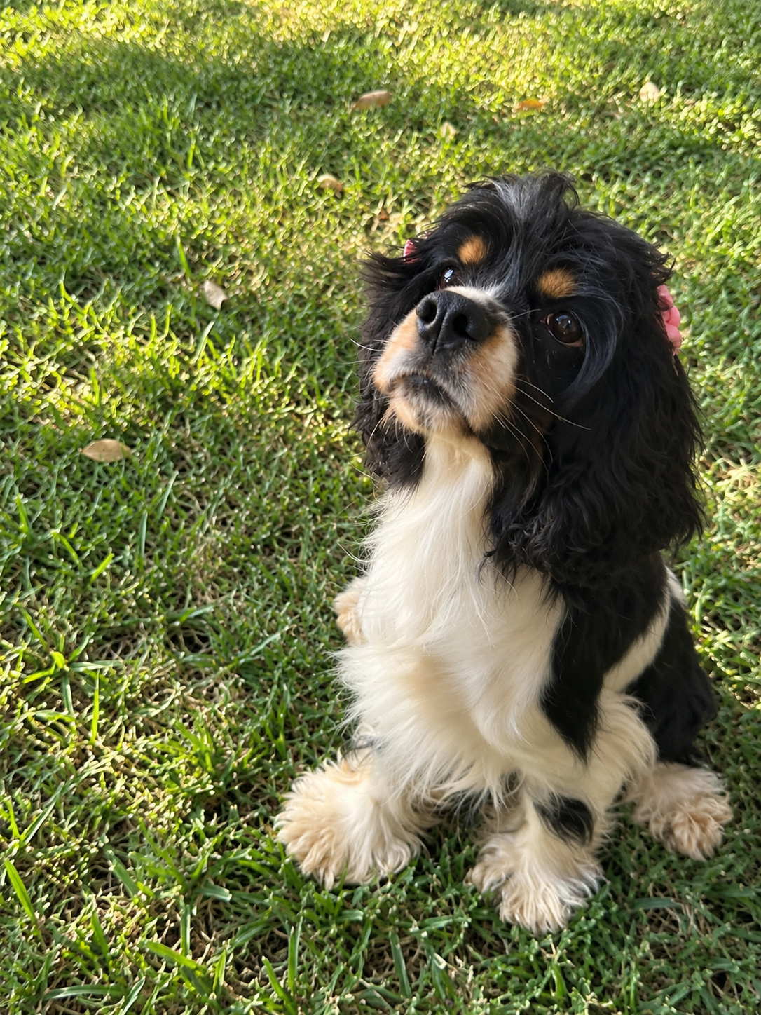 Charlotte — American Cocker Spaniel