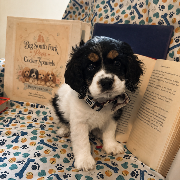 Puppy Application