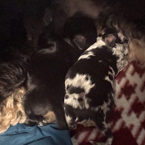 Upcoming Litters